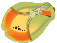 papaya graphics